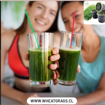 Wheatgrass Stgo