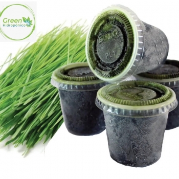 Wheatgrass Stgo